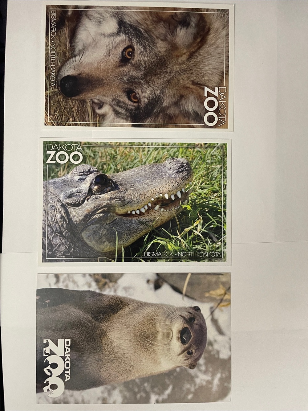 Dakota Zoo Bismarck ND 3 Unused Postcards Raccoon Alligator Otter